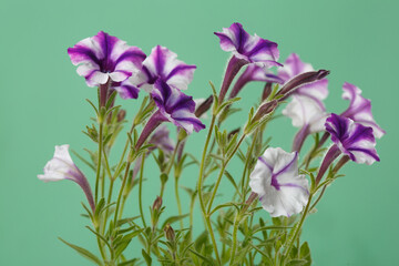 White-purple petunia flowers isolated on green background.
