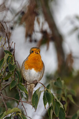 European Robin perched on a tree branch