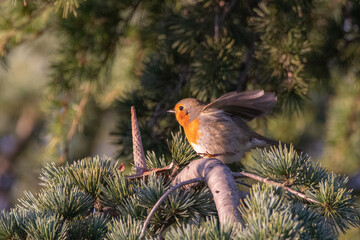 European Robin perched on a tree branch