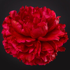 Beautiful red peony isolated on a black background.