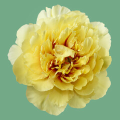 Bright yellow peony flower isolated on green background.