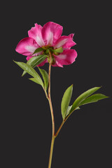 Beautiful pink  peony flower  isolated on black background rear view.