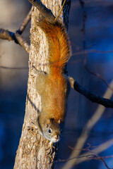 American Red Squirrel (Tamiasciurus hudsonicus) on a tree during fall in Wisconsin. Selective focus, background blur and foreground blur.
