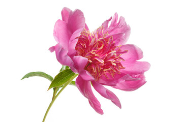 Beautiful pink  peony flower  isolated on white background.