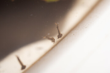 Mosquito larvae in stagnant water close up