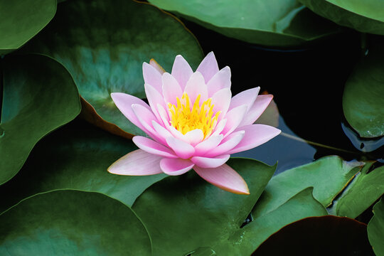 Pink water lotus flower growing in pond