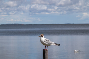 seagull on the beach