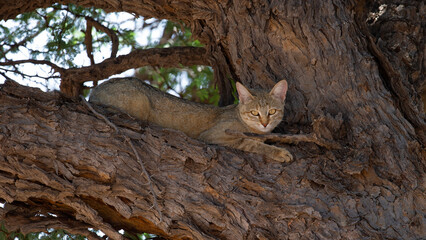 African Wild Cat ( Felis silvestris lybica ) Kgalagadi Transfrontier Park, South Africa