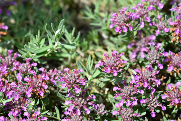 Obraz premium Germander hybrid pink flowers
