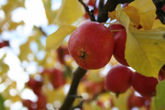 Low-angle closeup of Malus prunifolia red berry on a tree branch yellow leaves blurred background