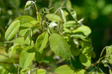 Fototapeta na wymiar Shrubby bushclover green leaves