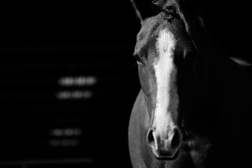 Young horse face portrait against black background with copy space.