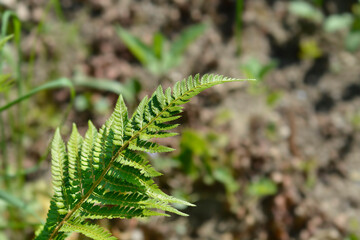 Hard shield-fern leaves