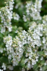 Catmint Snowflake flowers