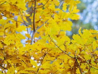 Fototapeta na wymiar Oak branches with yellow leaves in autumn park