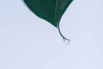 Drop of water hangs on the tip of ficus leaf close-up.