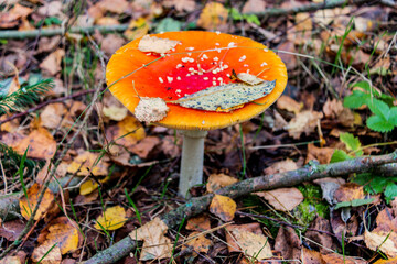 Red poisonous fly agaric in the forest. Close-up. Fly agaric red.