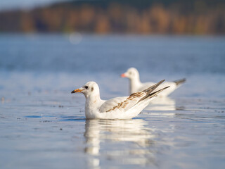 One Seagull, The Black-headed gull, Adult bird in winter plumage, swims on the calm lake shore