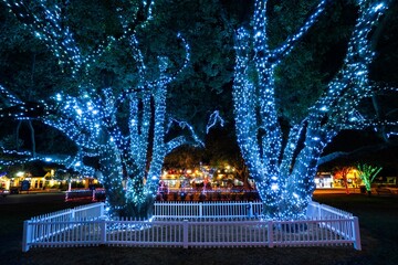 Fototapeta premium Oak trees in the park decorated with Christmas lights, Florida, USA