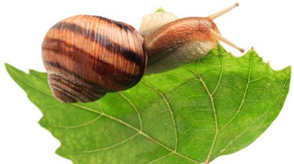 Natural small garden snail on the desk on the wet leaves