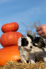Puppy outdoors on a sunny day in pumpkin halloween