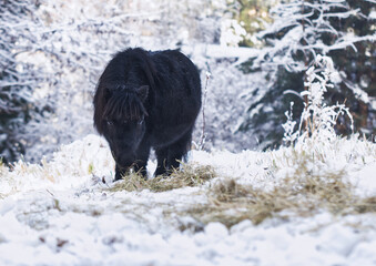 black shetland pony eating hay winter