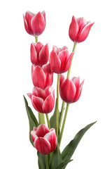 Luxurious bouquet of tulips isolated on white background