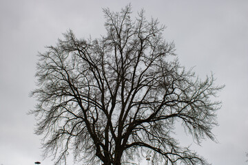 Patterns from dark tree branches. Grey sky background in winter time. Natural wallpaper and texture in in-between tints gray colors. Sadness and charm concept.