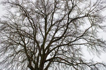 Fototapeta na wymiar Patterns from dark tree branches. Grey sky background in winter time. Natural wallpaper and texture in in-between tints gray colors. Sadness and charm concept.