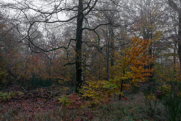 Alen&ccedil;on, France - 11 26 2022: Panoramic view of the Ecouves forest