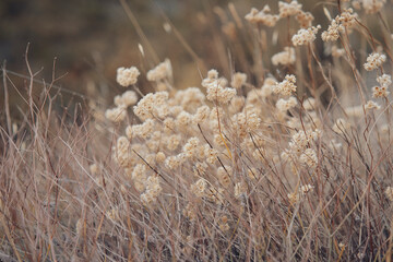 Dried white flowers in the field