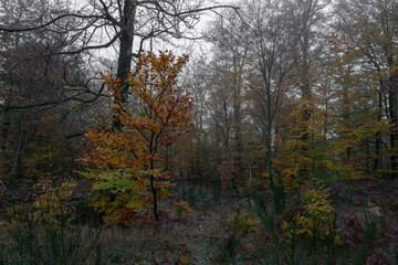 Fototapeta na wymiar Alençon, France - 11 26 2022: Panoramic view of the Ecouves forest