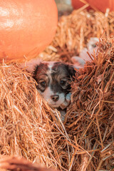 Puppy outdoors on a sunny day in pumpkin halloween