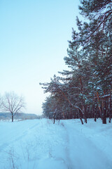 Pine trees covered with snow on frosty evening. Beautiful winter panorama