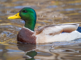 Duck swims in the pond. Mallard, lat. Anas platyrhynchos, male