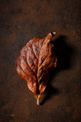 dark moody faded brown autumn leaf background, fall decay