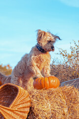 old sweet dog in field with pumpkins and basket