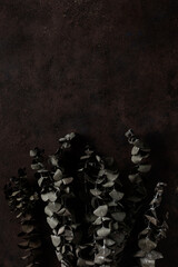 dark moody faded Eucalyptus autumn leaf background, fall plants decay