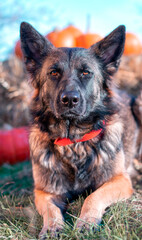 german shepherd dog on grass in pumpkin