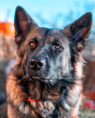 german shepherd dog on grass in pumpkin