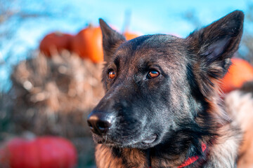 german shepherd dog on grass in pumpkin