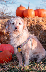 old sweet dog in field with pumpkins and basket