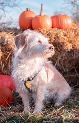 old sweet dog in field with pumpkins and basket