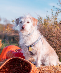 old sweet dog in field with pumpkins and basket