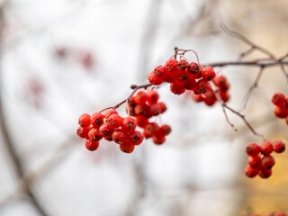 A bunch of red rowan in autumn leaves.