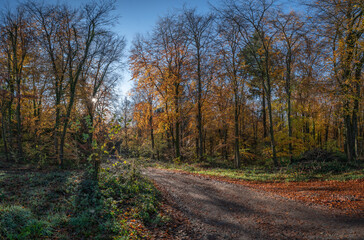 Fototapeta na wymiar Autumn walk, Hambledon, Hampshire, UK
