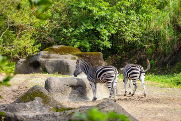 Fototapeta na wymiar Zebra in the safari park
