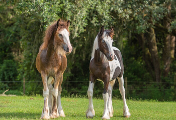 Obraz premium Weanling Gypsy Vanner Horse colt and filly foal buddies