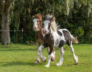 Naklejka na ściany i meble Weanling Gypsy Vanner Horse colt and filly foal buddies