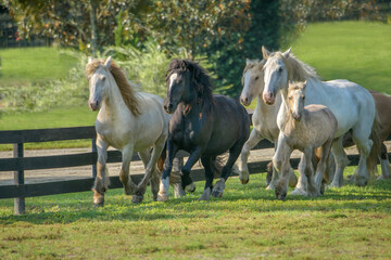 Obraz premium Herd of Gypsy Vanner Horses running in paddock